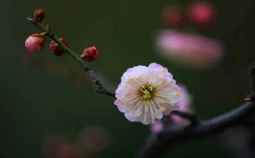 赞梅花作文600字作文参考7篇