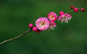 《梅花魂》教学反思8篇