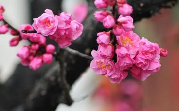 那年梅花开作文5篇