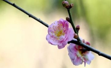 梅花优秀作文5篇
