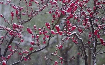 《梅花魂》的教学反思模板6篇