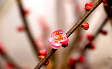 又见梅花开作文通用8篇