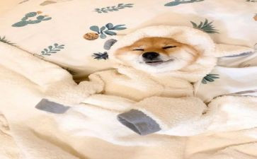 以萌为话题的作文推荐5篇