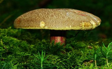 种蘑菇的教案模板6篇