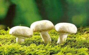 画蘑菇的教案通用7篇
