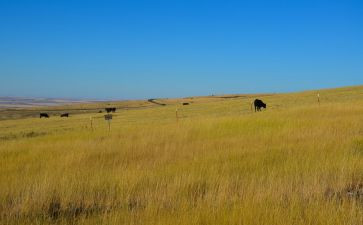 牧场教学反思优秀7篇
