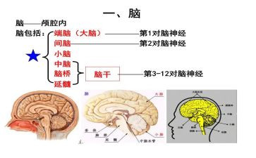 描写电脑的作文5篇