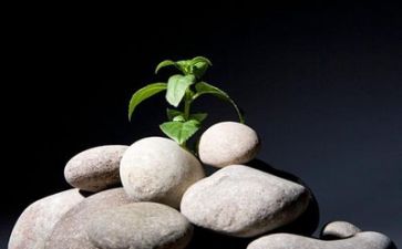 逆境的作文5篇