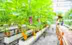 游农博园作文7篇