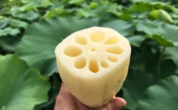 关于藕的语言教案精选7篇