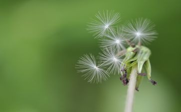 写蒲公英的作文600字6篇
