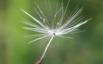 蒲公英旅行记作文5篇