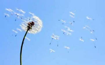 蒲公英的约定作文5篇