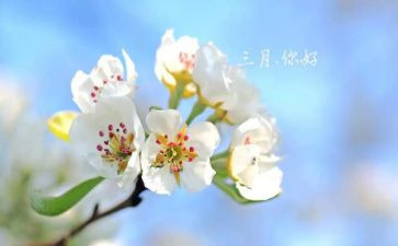 中班三月班务工作总结5篇