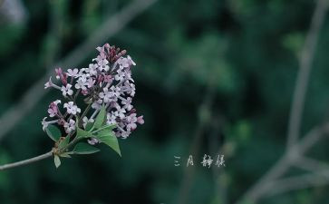 三月学雷锋演讲稿5篇