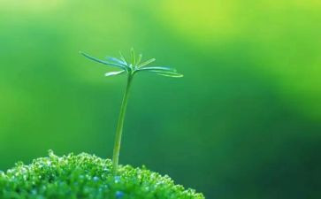 珍爱生命安全作文6篇