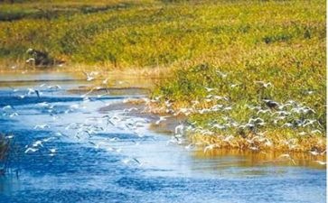 生态活动总结8篇