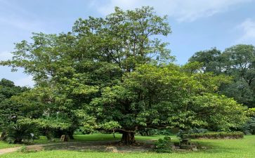 植树节主题班会教案5篇