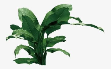 学校组织植树活动方案7篇