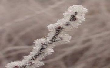 霜的作文100字参考7篇