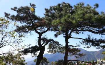 《小松树》教案7篇