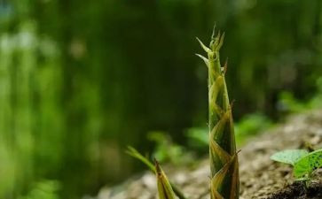 吃竹笋的作文7篇