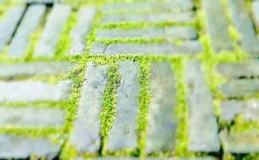 苔的读后感作文800字最新8篇