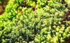 苔的读后感作文800字通用5篇