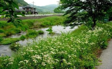 盼夏天作文范文模板6篇