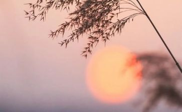 读了骆驼祥子的读后感优质5篇