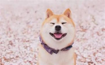 语言《微笑》教案精选7篇