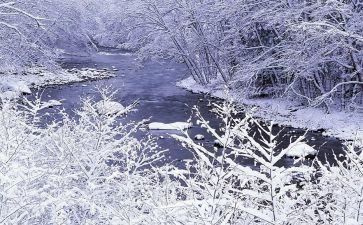 鲁迅雪读后感6篇