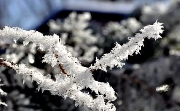 作文《雪》600字优秀5篇