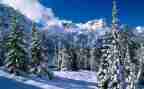 五年级作文雪中即景作文5篇