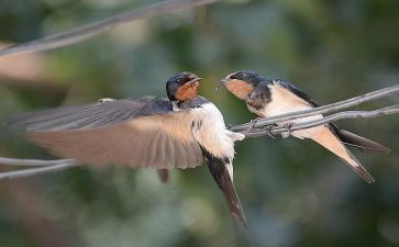 2.燕子教学反思优秀5篇