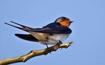 2.燕子教学反思优质6篇