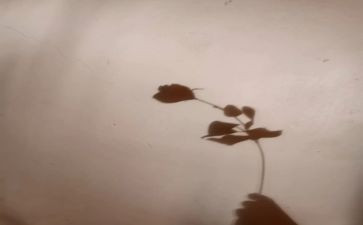 小班教案影子教案6篇