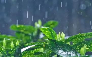 观雨作文二年级作文最新7篇