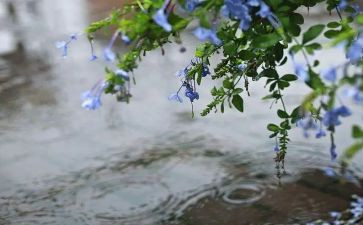 雨的细节作文参考8篇