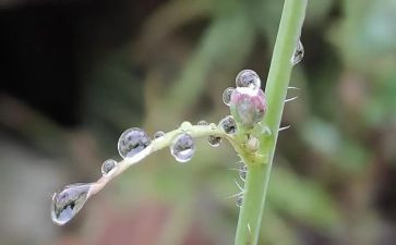 雨的礼物作文模板8篇