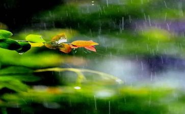 一年四季的雨作文6篇