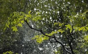 春雨的作文模板8篇