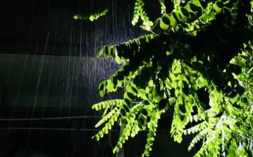 观雨作文300字作文精选6篇
