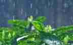 雨的礼物作文6篇
