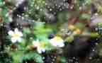 雨后的草作文优质7篇
