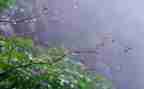 我变成雨的作文推荐5篇