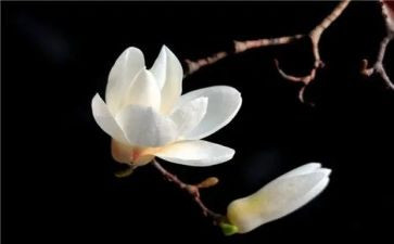 玉兰节作文7篇
