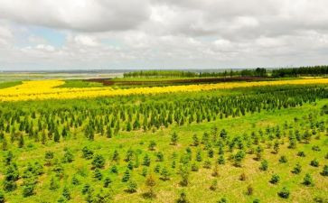 植树造林日演讲稿7篇