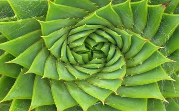 写植物的作文300字6篇