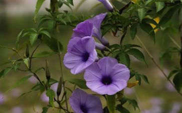 学校植物角作文7篇